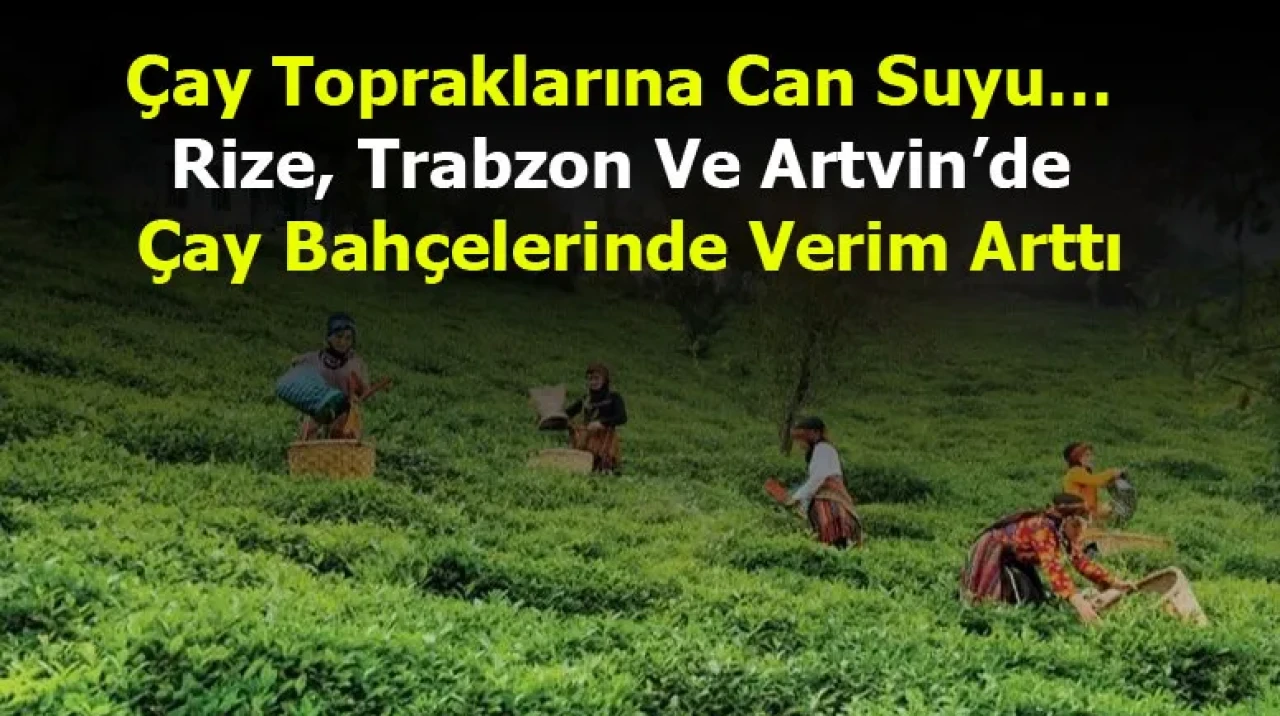 Çay Topraklarına Can Suyu… Rize, Trabzon Ve Artvin’de Çay Bahçelerinde Verim Arttı