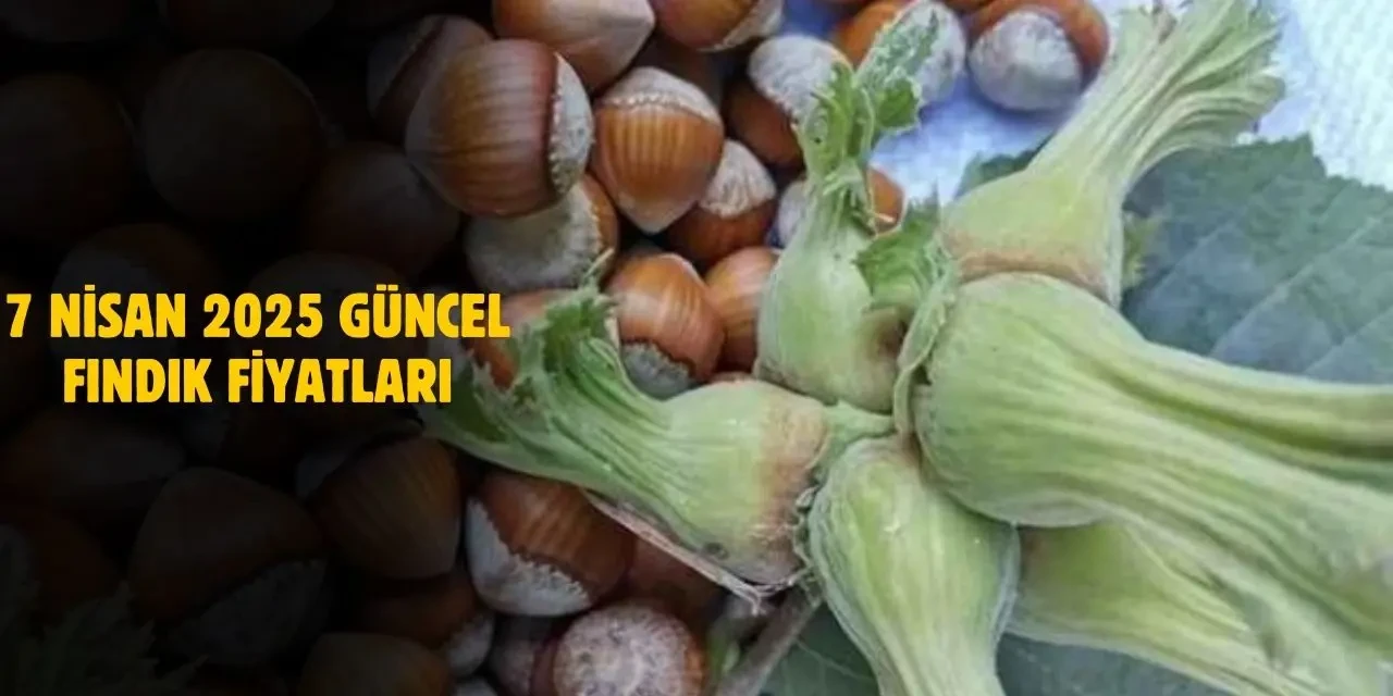 7 Nisan 2025 Güncel Fındık Fiyatları! Ordu, Giresun, Rize ve Samsun Fiyatları