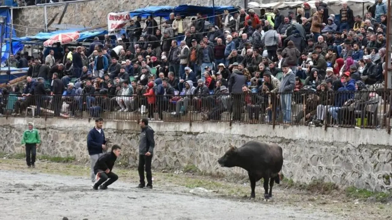 Artvin'de Yusufeli Sarıgöl 30. Geleneksel Boğa Güreşleri Festivali yapıldı