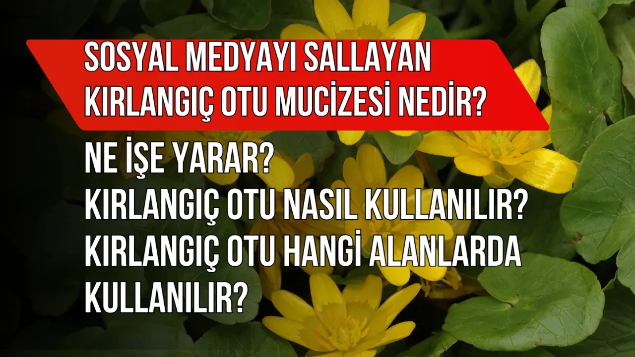 Sosyal Medyayı Sallayan Kırlangıç Otu Mucizesi Nedir? Ne İşe Yarar? Kırlangıç Otu Nasıl Kullanılır?