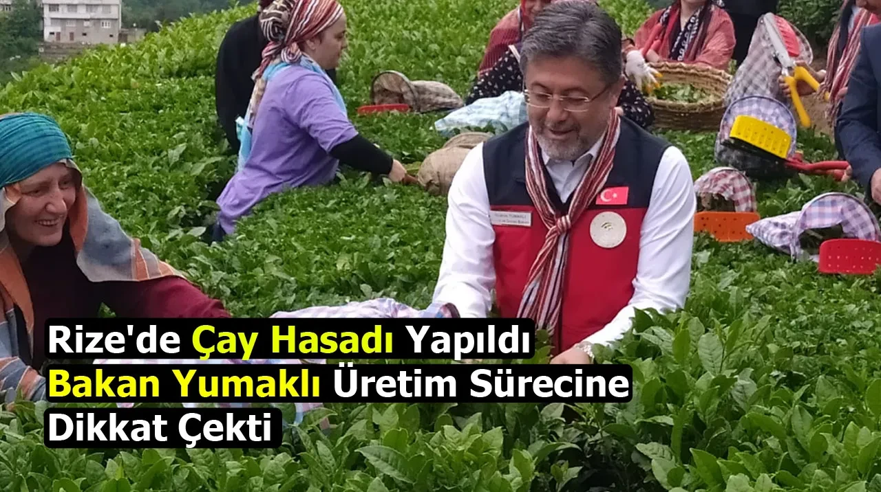 Rize'de Çay Hasadı Yapıldı: Bakan Yumaklı Üretim Sürecine Dikkat Çekti