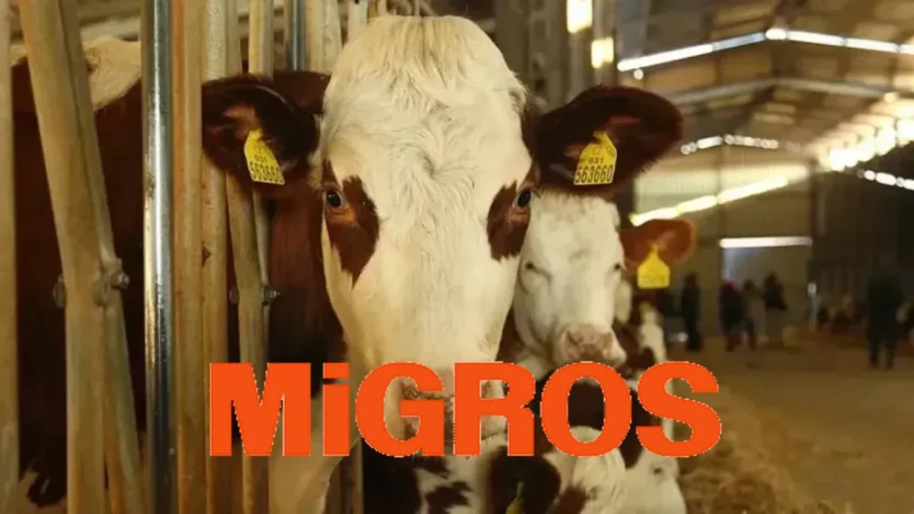 Migros'ta Kurbanlık Satışları Start Aldı: Büyükbaş ve Küçükbaş Seçenekler ile Bağış İmkanlarıyla 2025 Fiyatları Açıklandı!