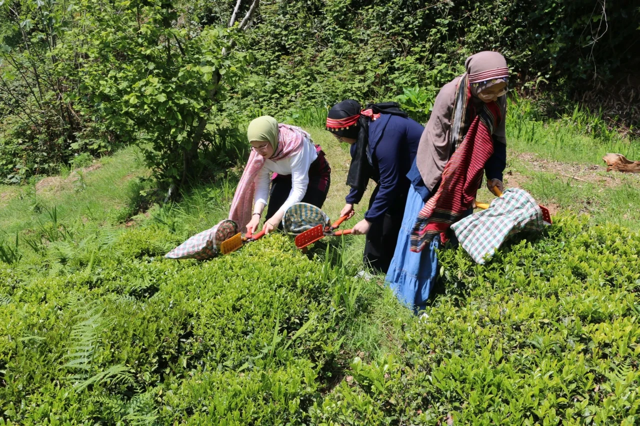 Konyalı öğrenciler Of’ta çayı yakından tanıdı