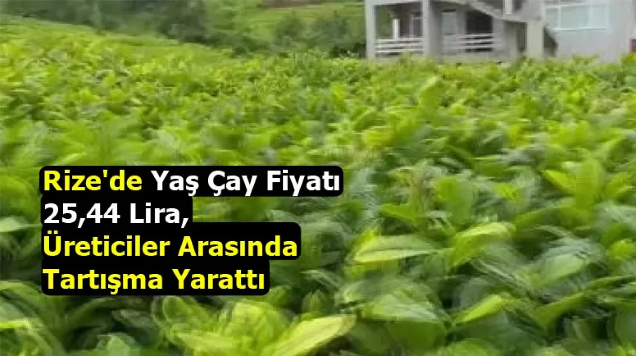 Rize'de Yaş Çay Fiyatı 25,44 Lira, Üreticiler Arasında Tartışma Yarattı
