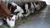 Kurban Bayramı öncesi bakanlıktan yeni düzenleme