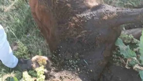 Erzurum'da yayla anlaşmazlığı silahlı kavgaya dönüştü, bir kişi yaralandı!