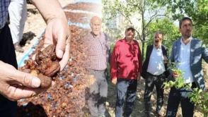 Malatya kayısı üretiminde büyük felaket: Çiftçi çaresizlik içinde!