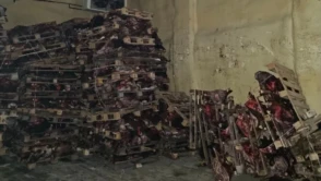 Gemlik'te Kötü Koku Şoku: Çürük Hayvan Kafaları ve Soruşturma Başlatıldı