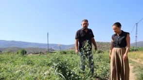 Çiftçi destek arıyor; Efes Selçuk'ta karpuzlar tarlada kaldı, belediyeden destek müjdesi!
