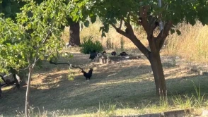 Subaşı'nda Hayvan Besleme Yasaklandı, Eleştirenler Hakkında Suç Duyurusu!