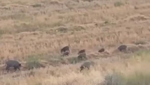 Aç kalan yaban domuzları Osmaniye'nin sokaklarında yiyecek aradı
