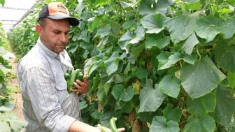 Kahramanmaraş'ta Salatalık Hasadı Başladı, Talep Komşu İllere Ulaştı