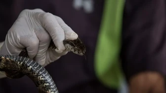 Denizli'de yılan paniği: Vatandaşlar sokaklarda tedirgin anlar yaşadı