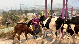 Hatay'daki Yangın Korkusu: Kadın Hayvanlarını Ekiplerin Yardımıyla Kurtardı