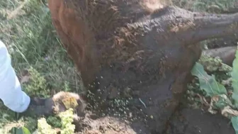 Erzurum'da yayla anlaşmazlığı silahlı kavgaya dönüştü, bir kişi yaralandı!