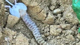 Kahramanmaraş'ta Zehirli Yılan Panik Yarattı, Vatandaşlar Dikkatli Olmalı!