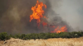 Tekirdağ'da anız yangını ormana sıçradı, müdahale için hava ve karadan ekipler sevk edildi