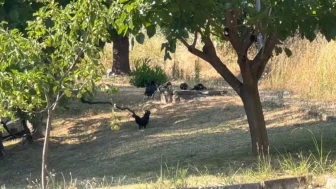 Subaşı'nda Hayvan Besleme Yasaklandı, Eleştirenler Hakkında Suç Duyurusu!