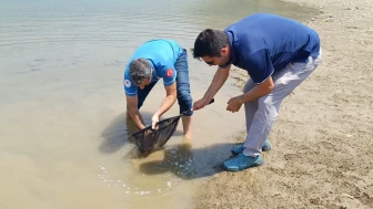 Kozan'da 321 bin yavru sazan baraja bırakıldı, ekosistem güçleniyor!