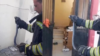 Kahramanmaraş'ta sıcak hava yılanları evlere sokuyor, itfaiye hızlı müdahaleyle durumu kontrol altına aldı!