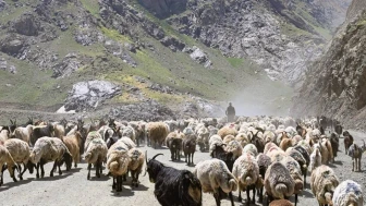 Yüksekova'da küçükbaş hayvanlar yazın serin yaylalarda otlatılıyor, kadınlar sütle geçim sağlıyor