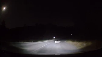 Kahramanmaraş'ta Yaban Domuzu Şehir Merkezinde Görüldü, Vatandaşlar Endişeli!