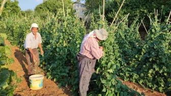 Coğrafi işaretli Çameli fasulyesi, doğal yöntemlerle hasat sezonuna girdi!