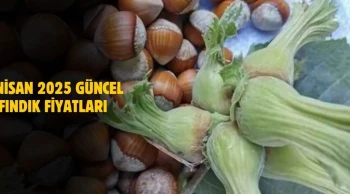 7 Nisan 2025 Güncel Fındık Fiyatları! Ordu, Giresun, Rize ve Samsun Fiyatları
