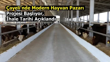 Çayeli'nde Modern Hayvan Pazarı Projesi Başlıyor, İhale Tarihi Açıklandı