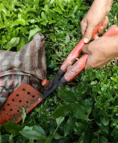 Rize'den ocak-nisan döneminde yapılan çay ihracatı 5,5 milyon doları aştı