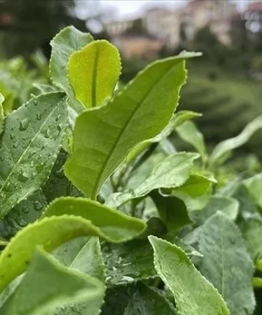 ÇAY Tv Canlı Kura Çekimi: Çaykur İşçi Alımı Kura Çekimi! ÇAYKUR kura nihai isim listesi: Rize, Trabzon, Artvin...