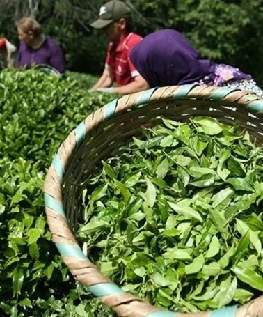 ÇAYKUR 1500 işçi alımı başvuruları: Trabzon, Rize, Artvin, Giresun işçi alımı başvuruları ne zaman, şartları neler?