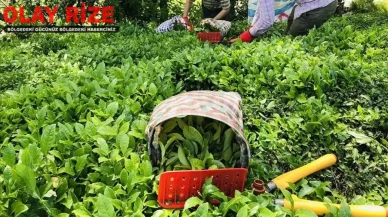 Çaykur 1500 işçi alımı başvurusu ertelendi