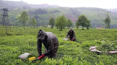 ÇAYKUR İŞÇİ ALIMI 2025 || ÇAYKUR işçi alımı ne zaman? ÇAYKUR 1500 işçi alımı başvuru ve kura tarihi belli oldu mu?