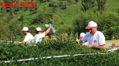 ÇAYKUR, mevsimlik işçi alımı başvurularını ileri bir tarihe erteledi!
