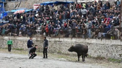 Artvin'de Yusufeli Sarıgöl 30. Geleneksel Boğa Güreşleri Festivali yapıldı