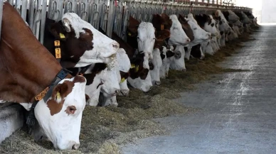 Kurban Bayramı öncesi bakanlıktan yeni düzenleme