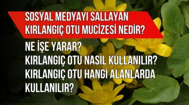Sosyal Medyayı Sallayan Kırlangıç Otu Mucizesi Nedir? Ne İşe Yarar? Kırlangıç Otu Nasıl Kullanılır?