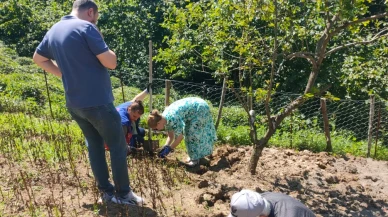 Sürmene’de Salep Hasadı Başladı: Deneme Bahçelerinde İlk Ürün Alındı