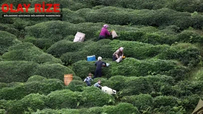2025 ÇAYKUR işçi alımı başvuru ve kura tarihi ne zaman? 1500 işçi alımı yapılacak mı?