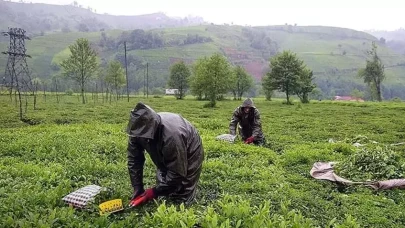 ÇAYKUR İŞÇİ ALIMI 2025 || ÇAYKUR işçi alımı ne zaman? ÇAYKUR 1500 işçi alımı başvuru ve kura tarihi belli oldu mu?