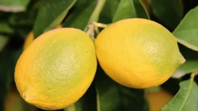 Havalar soğudu, limon ihracatı durduruldu