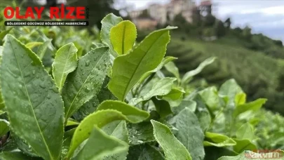 ÇAYKUR KURA SONUÇ LİSTESİ İSİM SORGULAMA 2025: Çaykur 1.500 işçi alımı kura sonuçları açıklandı mı, nereden öğrenilir?