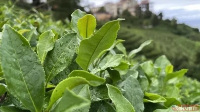 ÇAY Tv Canlı Kura Çekimi: Çaykur İşçi Alımı Kura Çekimi! ÇAYKUR kura nihai isim listesi: Rize, Trabzon, Artvin...