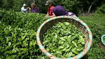 ÇAYKUR 1500 işçi alımı başvuruları: Trabzon, Rize, Artvin, Giresun işçi alımı başvuruları ne zaman, şartları neler?