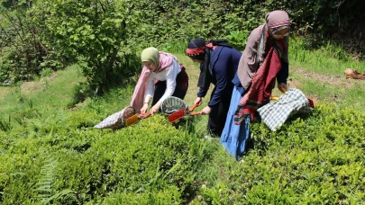 Konyalı öğrenciler Of’ta çayı yakından tanıdı