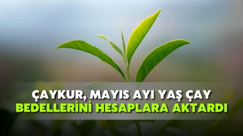 Üreticilere yaş çay ödemeleri yarın banka ve ATM'lerden çekilebilecek