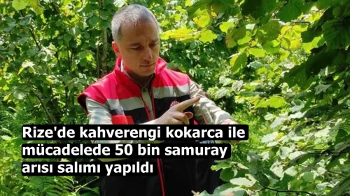 Rize'de kahverengi kokarca ile mücadelede 50 bin samuray arısı salımı yapıldı