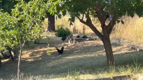 Subaşı'nda Hayvan Besleme Yasaklandı, Eleştirenler Hakkında Suç Duyurusu!