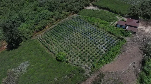 Trabzon'da organik tarım ile dönüşüm: Uzunboy'un bahçesi 500-600 kg maviyemiş bekliyor